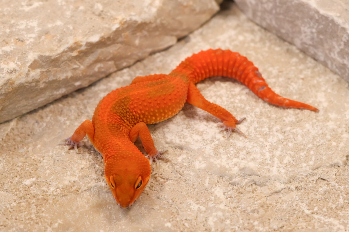 26-260 | Mandarin Blood Emerine | Female