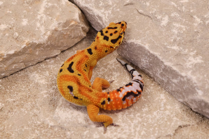 25-078 | Clown | Female
