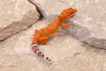 26-141 | Clown/Electric Inferno Emerine Tangerine | Female