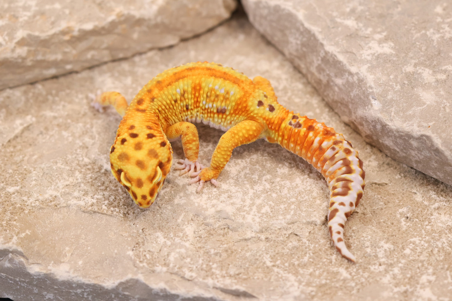 24-008 | Striped Tangerine Bell Albino | Male