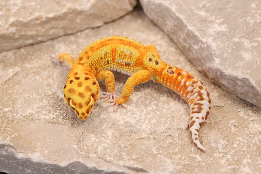 24-008 | Striped Tangerine Bell Albino | Male