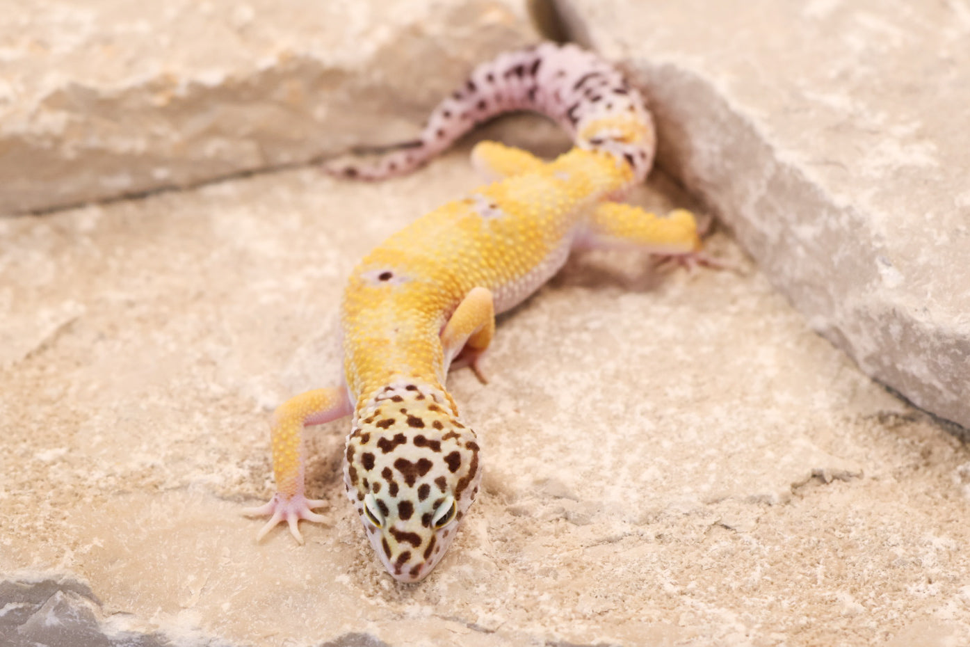 25-192 | Creamsicle Cross Hypo Mack Snow Tangerine het Cipher | Male