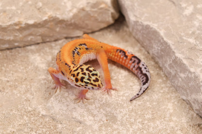 26-062 | Purple Head Cross Striped Tangerine het Radar | Female