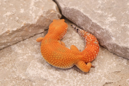 24-178 | Tangerine | Female