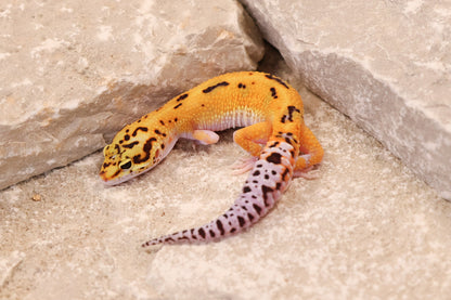 26-017 | Purple Head Cross Eclipse het Bell Albino | Probable Male