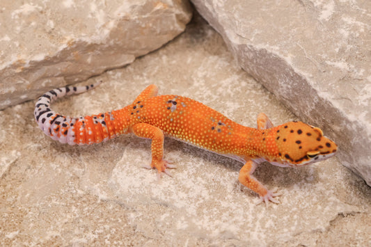25-153 | Purple Head/Tangelo Tangerine het Tremper Albino | Male