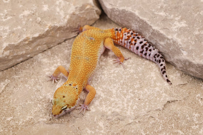 25-018 | Creamsicle | Female
