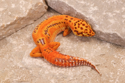 24-144 | Striped Lavender Tangerine Bell Albino | Female