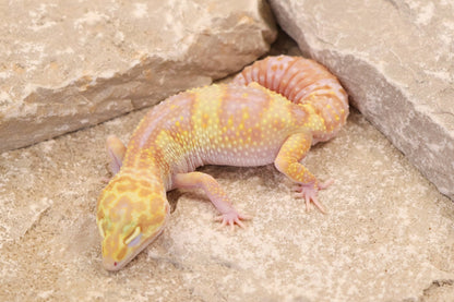 24-117 | Montanus Line Raptor | Female