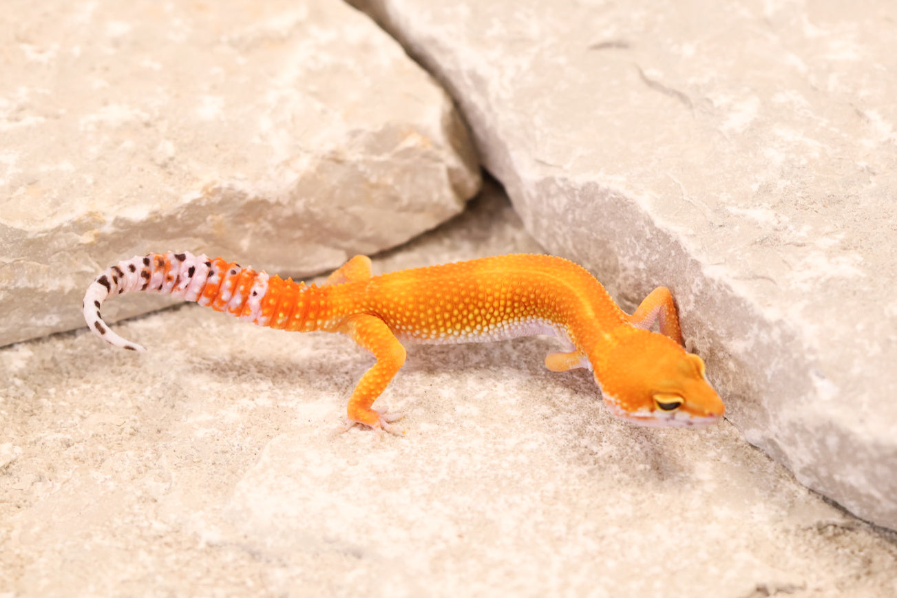 26-187 | Blood/Red Diamond Tangerine het Tremper Albino | Female