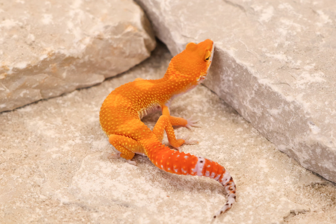 26-263 | Blood/Red Diamond Tangerine het Tremper Albino | Female