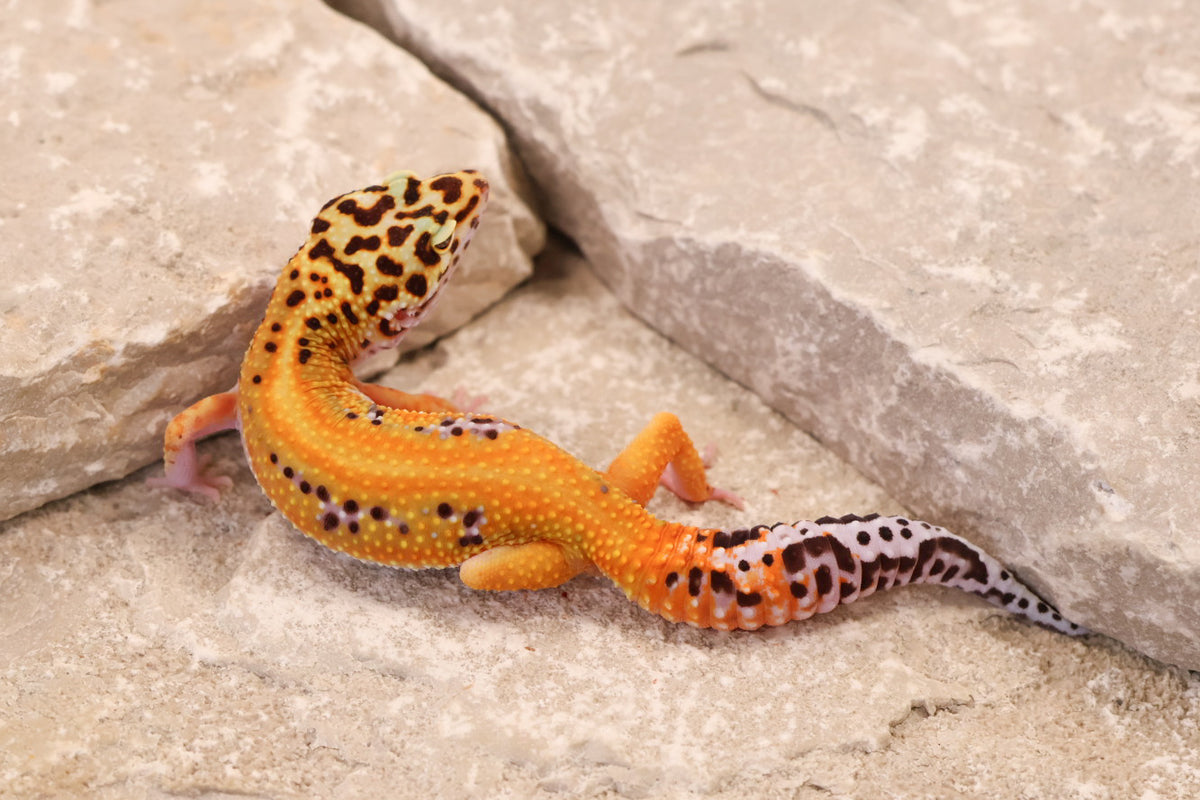 26-062 | Purple Head Cross Striped Tangerine het Radar | Female