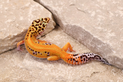 26-062 | Purple Head Cross Striped Tangerine het Radar | Female