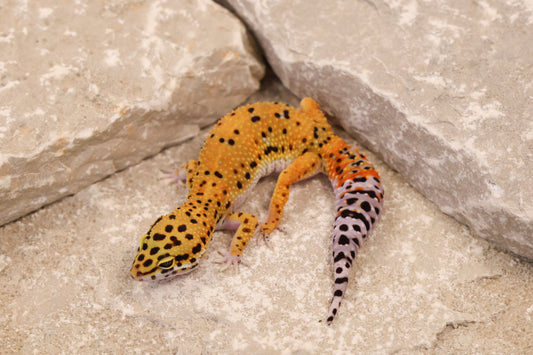 25-080 | Afghan Tangerine het Raptor | Female