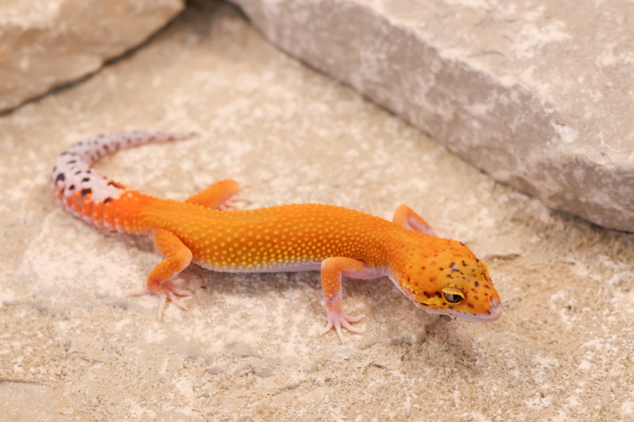 26-261 | Black Blood Cross Melanistic Tangerine Eclipse | Female