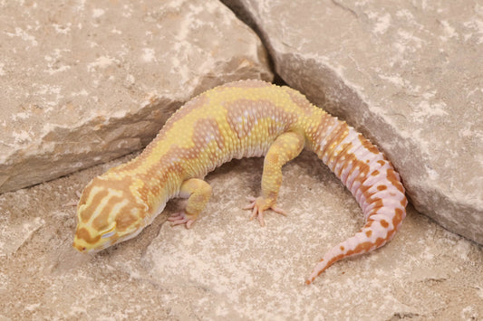 21-409 | Tremper Albino Bold Bandit | Male