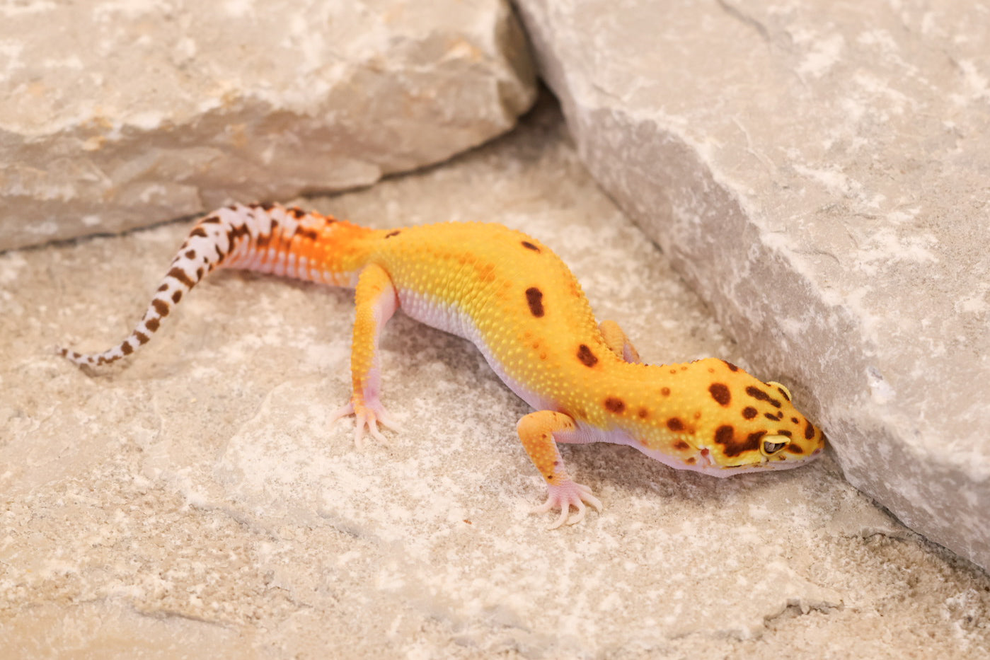 26-237 | Desert Tangerine Eclipse | Male