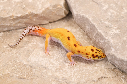 26-237 | Desert Tangerine Eclipse | Male