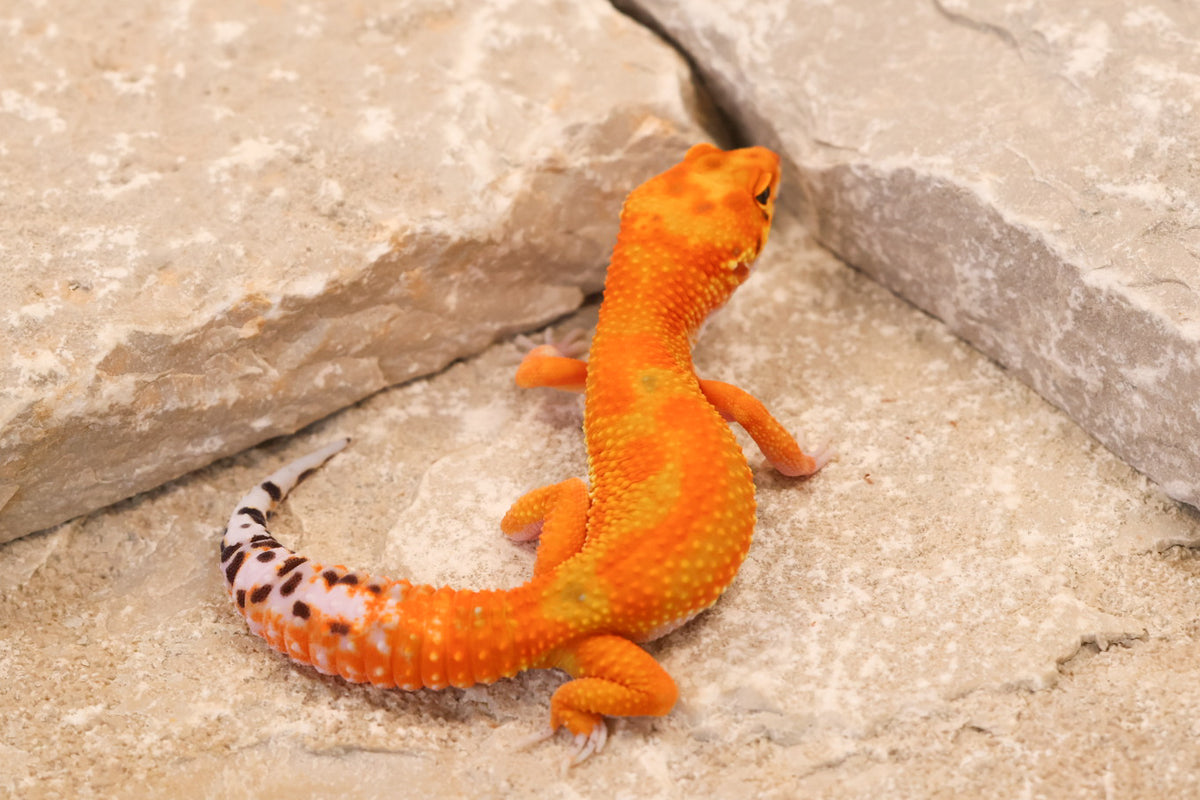 26-097 | Clown/Electric Inferno Tangerine | Female
