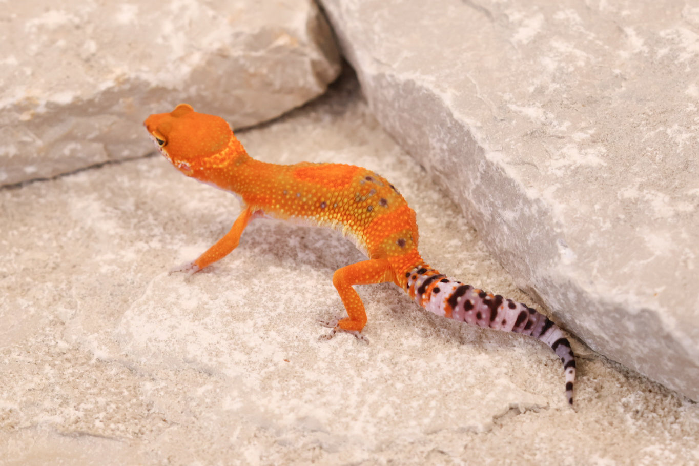 26-089 | Clown/Electric Inferno Tangerine | Female