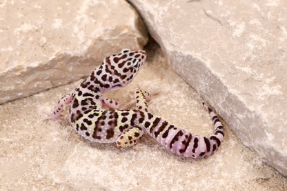 25-222 | Gem Snow | Female