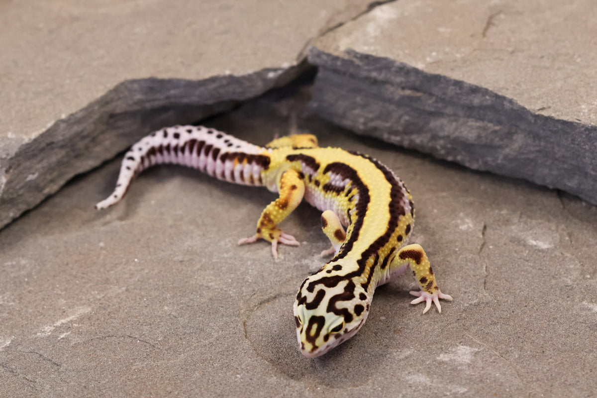 26-153 | Bold Stripe Bandit Non Het | Male