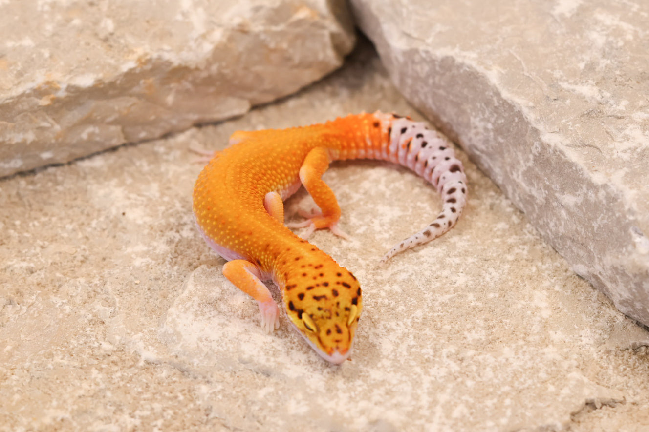 26-192 | Black Blood Cross Melanistic Tangerine Eclipse | Female