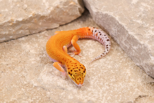 26-192 | Black Blood Cross Melanistic Tangerine Eclipse | Female