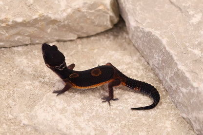 26-373 | Black Night/Purple Head Melanistic Tangerine | Female