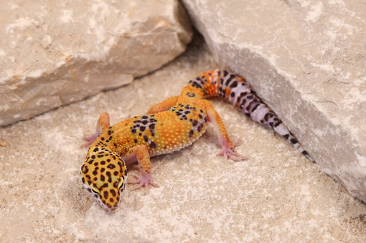 26-020 | Tangerine het Murphy's Patternless | Female