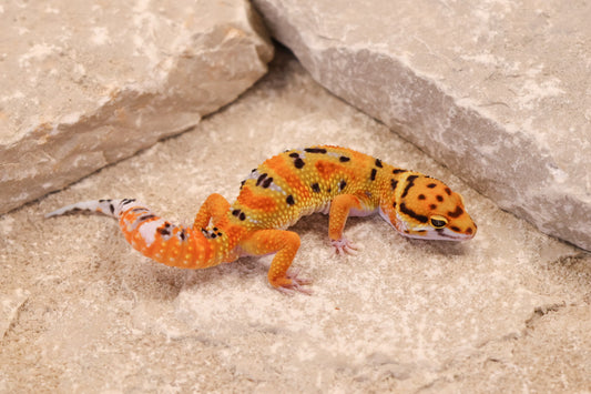 26-072 | Clown 66% het Tremper Albino | Male