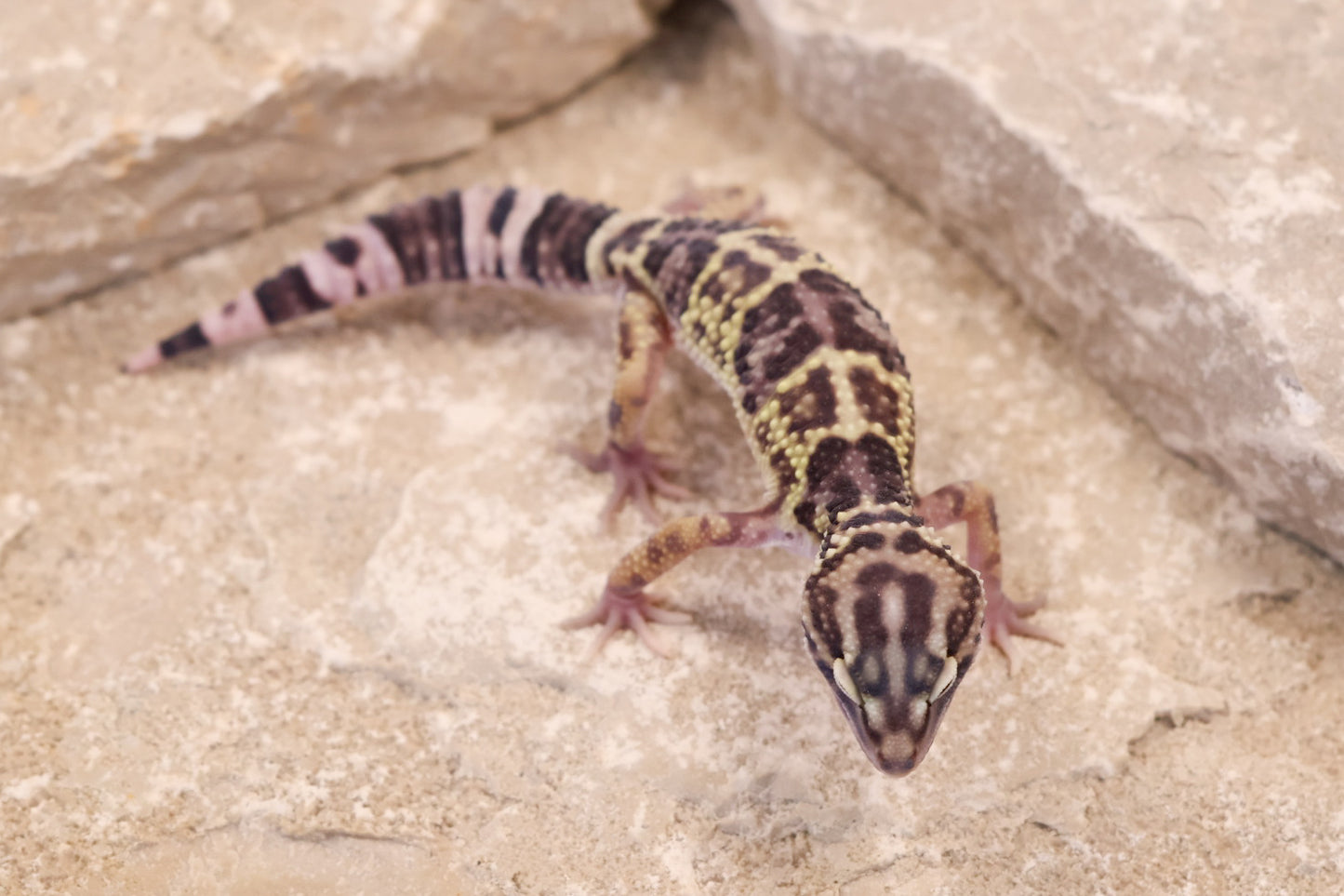 25-208 | Choga Zanbil E. angramainyu | Female