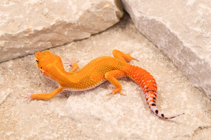 26-142 | Red Diamond/Electric Inferno Tangerine het Tremper Albino | Female