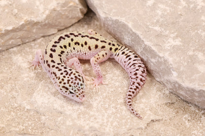 25-126 | Rainbow Stripe Cross Gem Snow Eclipse | Female