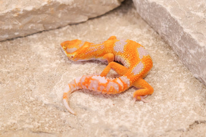 26-082 | Tremper Albino Clown | Female