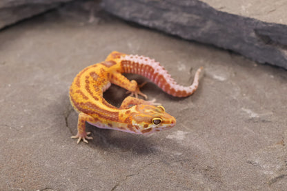 26-358 | Firebold Line Gem Snow Rainwater Albino | Female