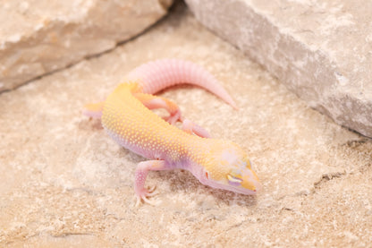 26-198 | Snowflake | Female