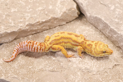 22-625 | Striped Gem Snow Rainwater Albino | Male