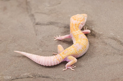 26-120 | W/Y Mack Snow Raptor het Murphy's Patternless | Female