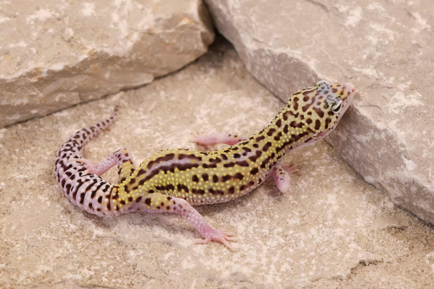 25-204 | Black Night Cross Bold Mack Snow Eclipse | Female