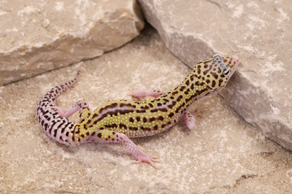 25-204 | Black Night Cross Bold Mack Snow Eclipse | Female