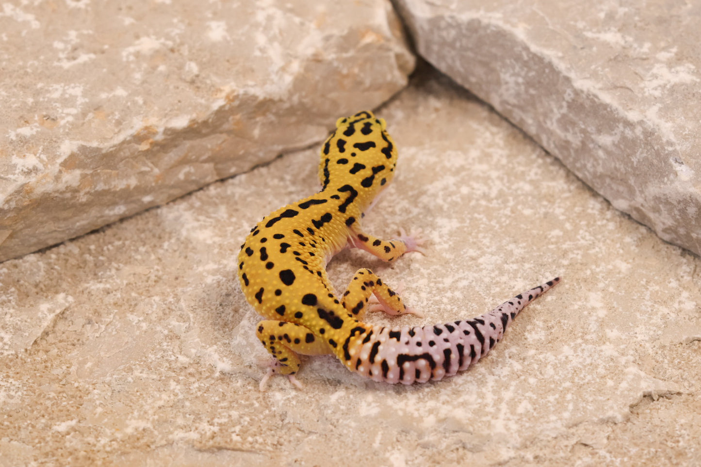 25-125 | Bold Eclipse | Female