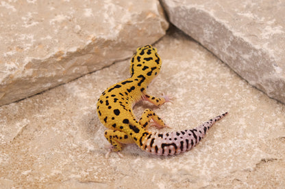 25-125 | Bold Eclipse | Female