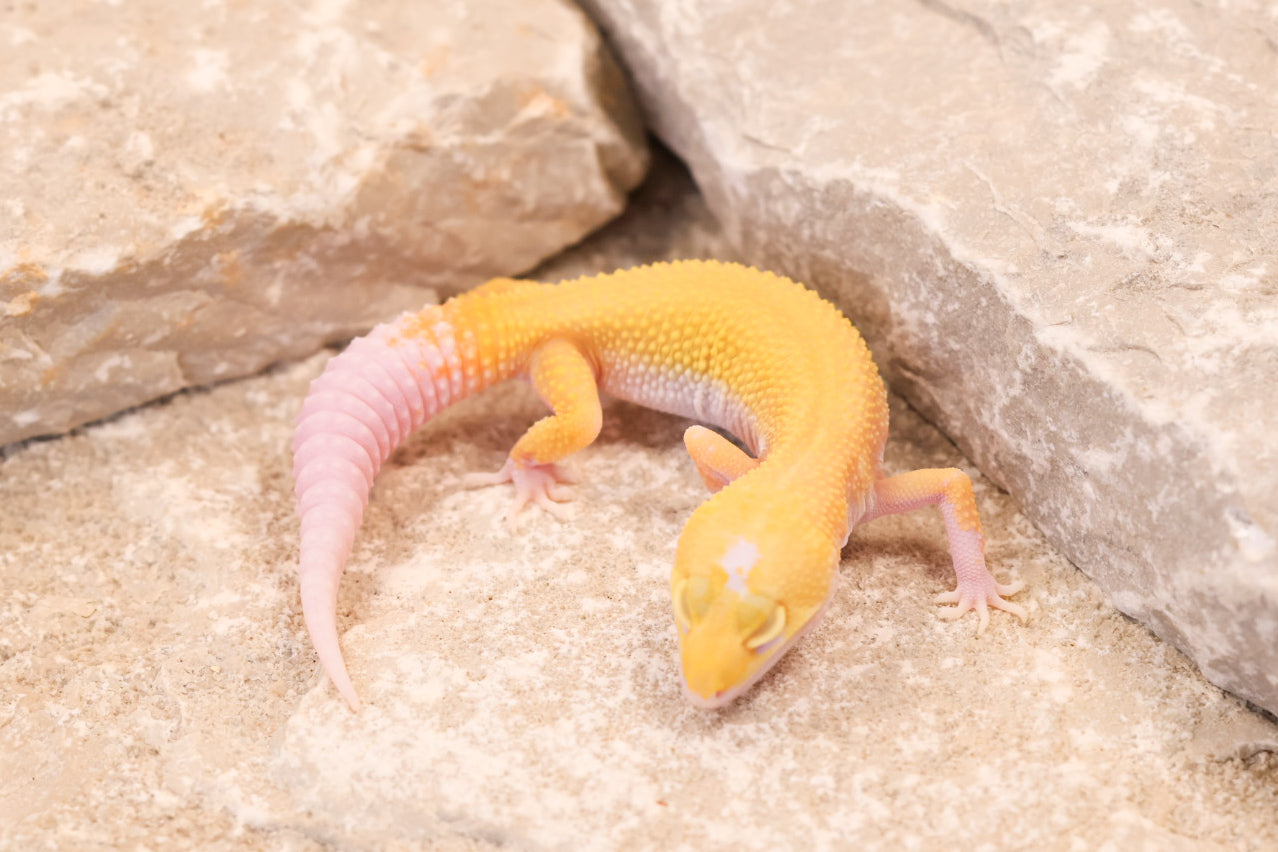 26-199 | Ember | Female