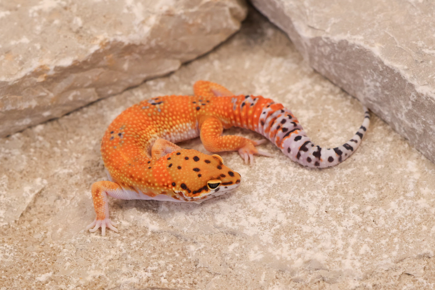 25-153 | Purple Head/Tangelo Tangerine het Tremper Albino | Male