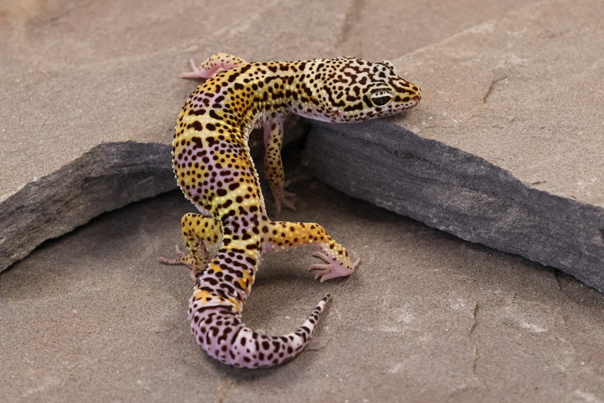 26-112 | Black Night Line Melanistic 66% het Blizzard/Eclipse