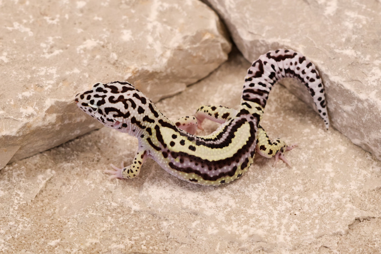 25-084 | Bold Stripe Gem Snow | Male