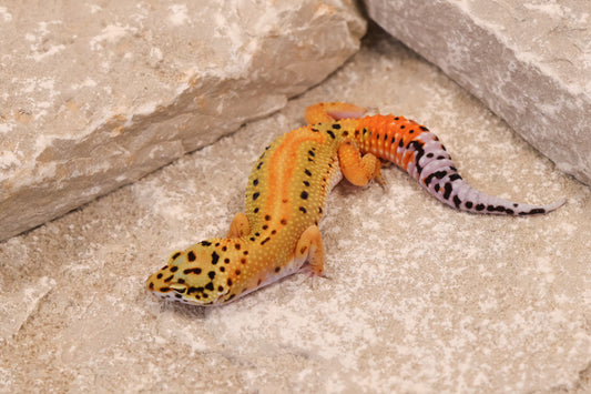 25-165 | Red Stripe Tangerine het Rainwater Albino | Female