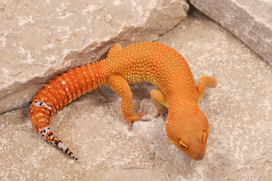 24-146 | Tangerine het Rainwater Albino | Male