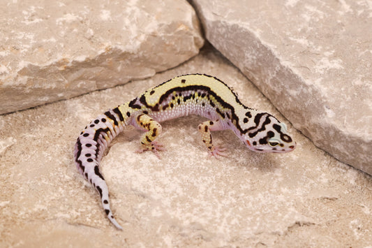 25-137 | Bold Stripe Possible W/Y | Female